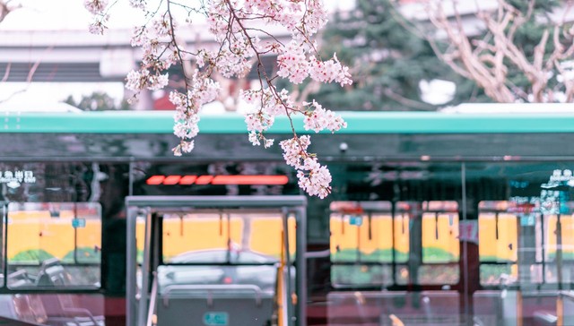 定制公交,上海市交通委,浦东公交,通勤,就医,樱花巴士,随申行