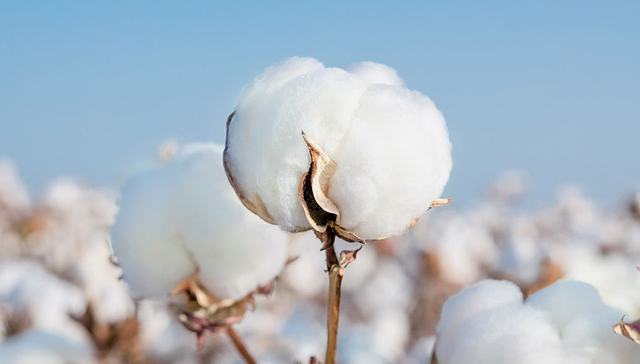 这家公司，用一朵棉花撑起了中国制造的新排面