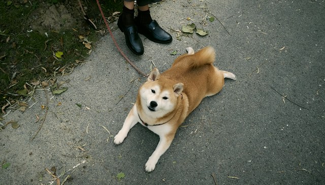 狗狗也有方言，当AI开始翻译动物语言