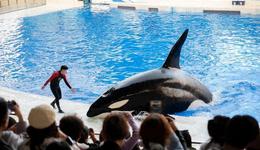 40億浙商大佬，抄底海洋公園