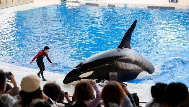 40亿浙商大佬，抄底海洋公园