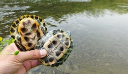 直通部委｜三部門：打擊違法放生行為 衛(wèi)健委：我國血液供需矛盾仍較明顯