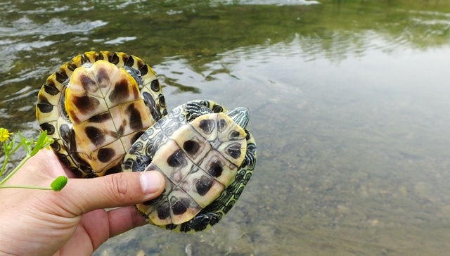 直通部委｜三部门：打击违法放生行为 卫健委：我国血液供需矛盾仍较明显