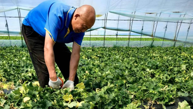 产业观察｜一颗小香瓜“甜”了黑土地