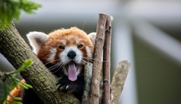 地方新聞精選 | 重慶一酒店推出小熊貓叫早服務(wù)被叫停 浙江兩男子獵殺梅花鹿被判道歉賠償