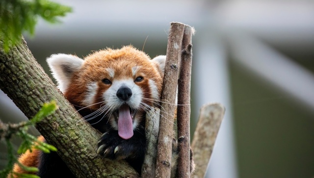 地方新闻精选 | 重庆一酒店推出小熊猫叫早服务被叫停 浙江两男子猎杀梅花鹿被判道歉赔偿