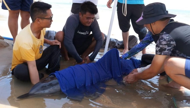 地方新闻精选 | 海南万宁一天救助两头搁浅海豚 广西11条河流出现超警洪水
