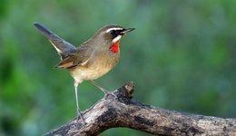 陜西“護(hù)鳥”行動(dòng)升級(jí)，省委書記：全鏈條排查整治，形成高壓震懾態(tài)勢(shì)