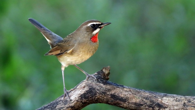 陕西“护鸟”行动升级，省委书记：全链条排查整治，形成高压震慑态势