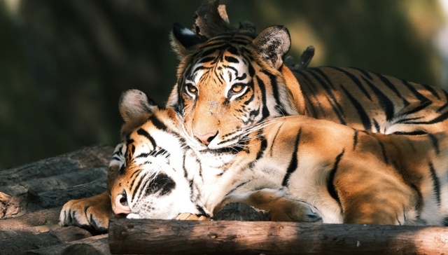 地方新闻精选 | 人工繁育华南虎开启野外生存模拟考试 中南大通报“有男子穿女装替考”