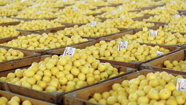 柠檬价格暴涨，柠檬茶饮会不会变贵？