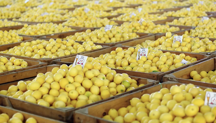 柠檬价格暴涨，柠檬茶饮会不会变贵？