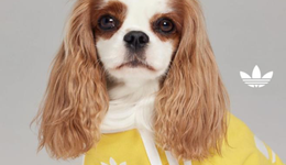 叫好难叫座，宠物服饰生意是“小而美”还是“小而难”？