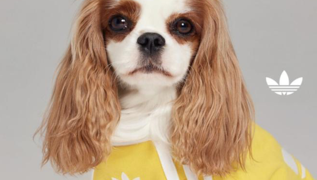 叫好难叫座，宠物服饰生意是“小而美”还是“小而难”？