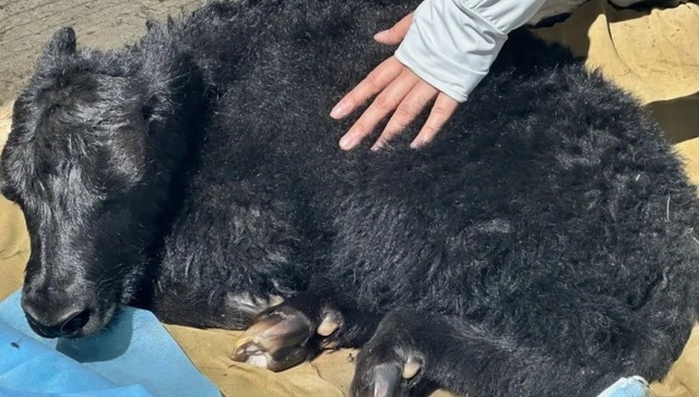 地方新闻精选 | 世界第一头体细胞克隆牦牛在拉萨诞生 湘潭大学投毒案二审将择期宣判