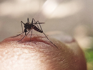 佛山输入性疫情基孔肯雅热应该如何防治？