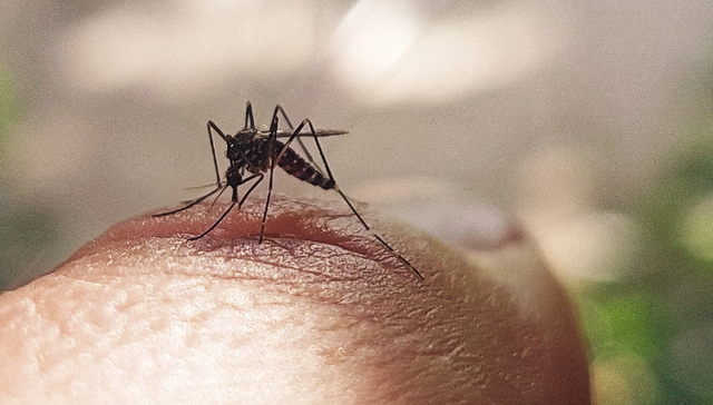 佛山输入性疫情基孔肯雅热应该如何防治？