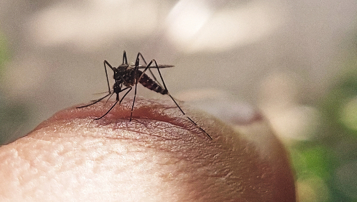 佛山输入性疫情基孔肯雅热应该如何防治？