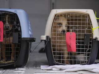 山洪频发之际防灾工程突然停工，美国20州要求联邦继续发放数十亿美元