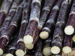 可口可乐要换掉玉米糖浆配方？佛罗里达“甘蔗大王”或成受益者