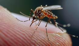 廣東佛山順德區(qū)累計(jì)確診基孔肯雅熱病例2158例，均為輕癥