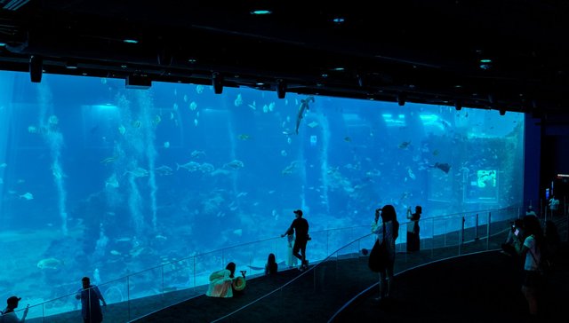 新加坡海洋生态馆开放，带来全新突破体验