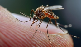 地方新聞精選 | 廣西被列為基孔肯雅熱流行風(fēng)險(xiǎn)Ⅰ類地區(qū) 8歲男童在大理蒼山失蹤已4天