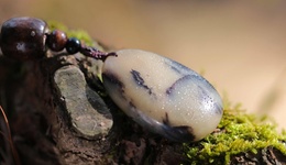 央视曝光和田玉骗局，河南镇平县：4名主播和制假人员被控制