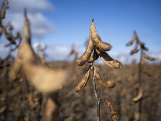 中国市场不可替代，美国豆农呼吁特朗普优先考虑大豆议题