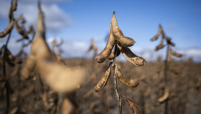 中国市场不可替代，美国豆农呼吁特朗普优先考虑大豆议题