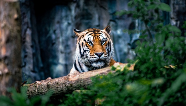 地方新闻精选 | 湖北鹤峰通报村民自称被“老虎”袭击 奔驰车逼停摩托车事件双方达成谅解