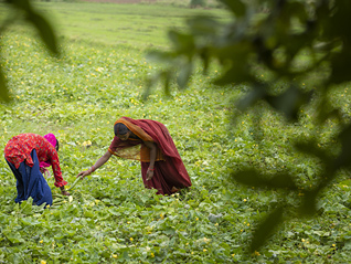 美国50%关税正式生效，或造成大量印度工人失业