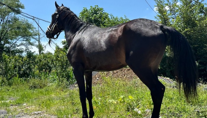 【追踪】汗血宝马交通事故中死亡理赔9.1万，马主：未达到预期赔付