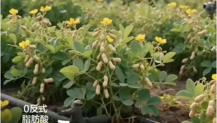 “花生上树”宣传图引吐槽，良品铺子致歉：系错误使用AI生成图片