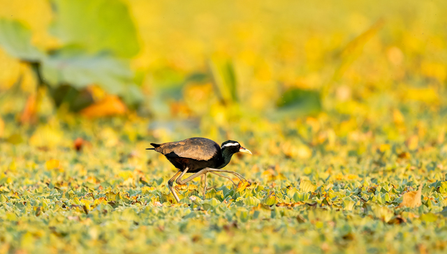 在我的乡村里，很多事都是确定的｜一周新书推荐