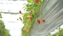 搭上跨境电商先行区顺风车，上海白鹤草莓进军中东市场