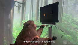 曾經(jīng)被炒到20萬一只的實驗猴，即將“下崗失業(yè)”？