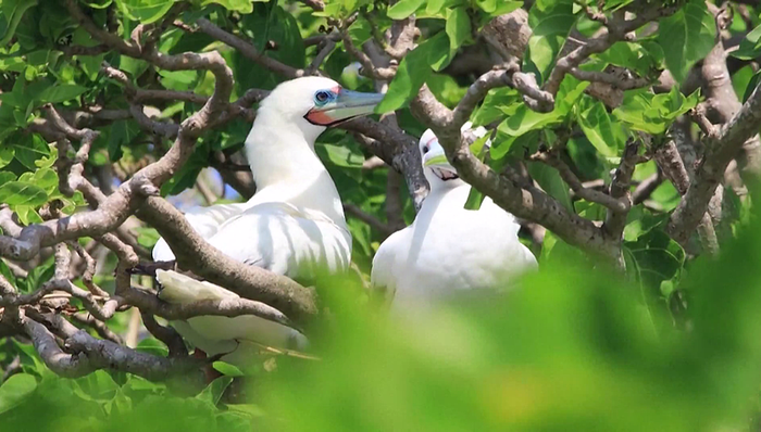 黄岩岛国家级自然保护区获批，范围和功能分区也定了