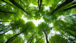 國家公園法明年1月1日起施行，我國國家公園有了專門法律