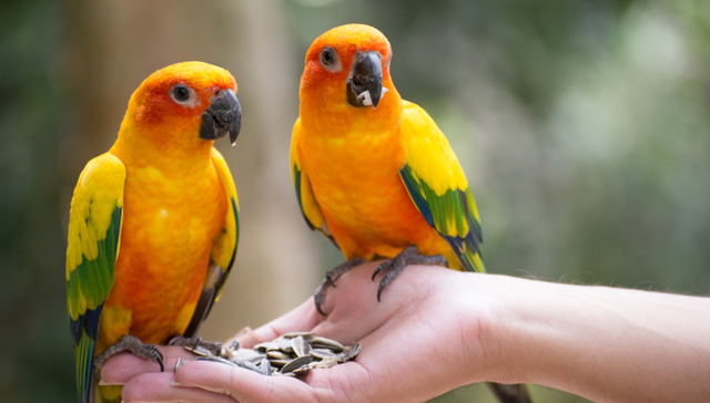 小鹦鹉，大生意