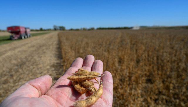 彻底丢掉最大出口市场，美国豆农被关税推向绝境