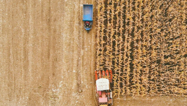 商业品牌,河南,