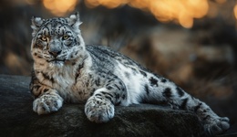 地方新聞精選 | 西寧野生動(dòng)物園一只雪豹從館舍逃匿 康定雪山一人滑墜去世