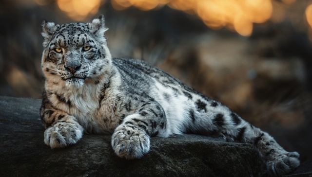 地方新闻精选 | 西宁野生动物园一只雪豹从馆舍逃匿 康定雪山一人滑坠去世