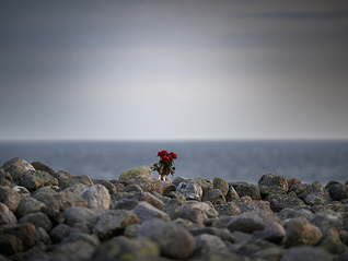 我们不怕死，只是我们在这个世界，拥有太多爱了 | 一周新书推荐