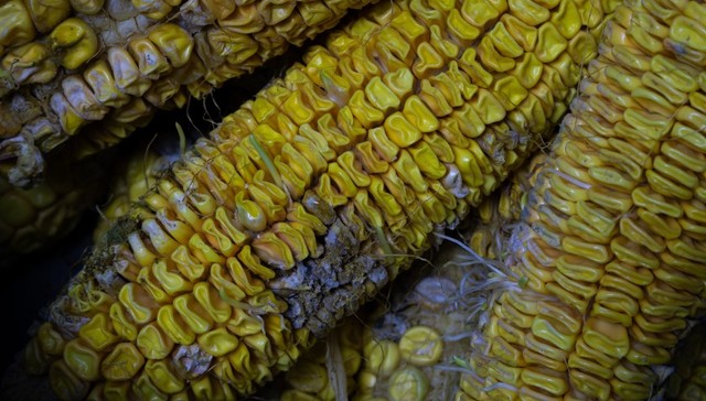 连阴雨致黄淮海秋收延迟，农户：成熟玉米出现霉变价跌