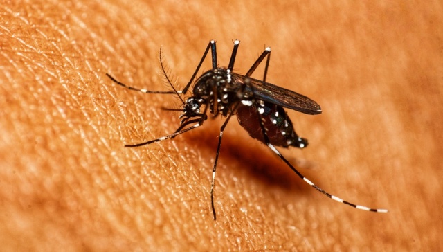 广东基孔肯雅热新增个案近两周持续下降，江门单日病例降至50例左右