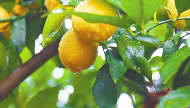 蜜雪冰城业绩，蜜雪冰城股价