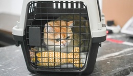 寵物乘坐公交地鐵？杭州明確短期不具備條件，多城市部分線路嘗試