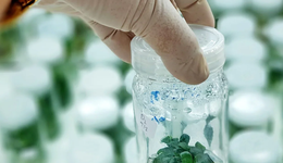 植物愈伤组织，为何今年突然爆火？